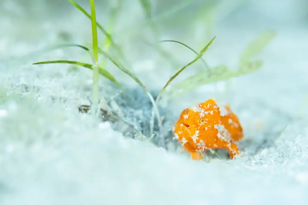 Peixe-sapo estriado juvenil laranja com areia branca