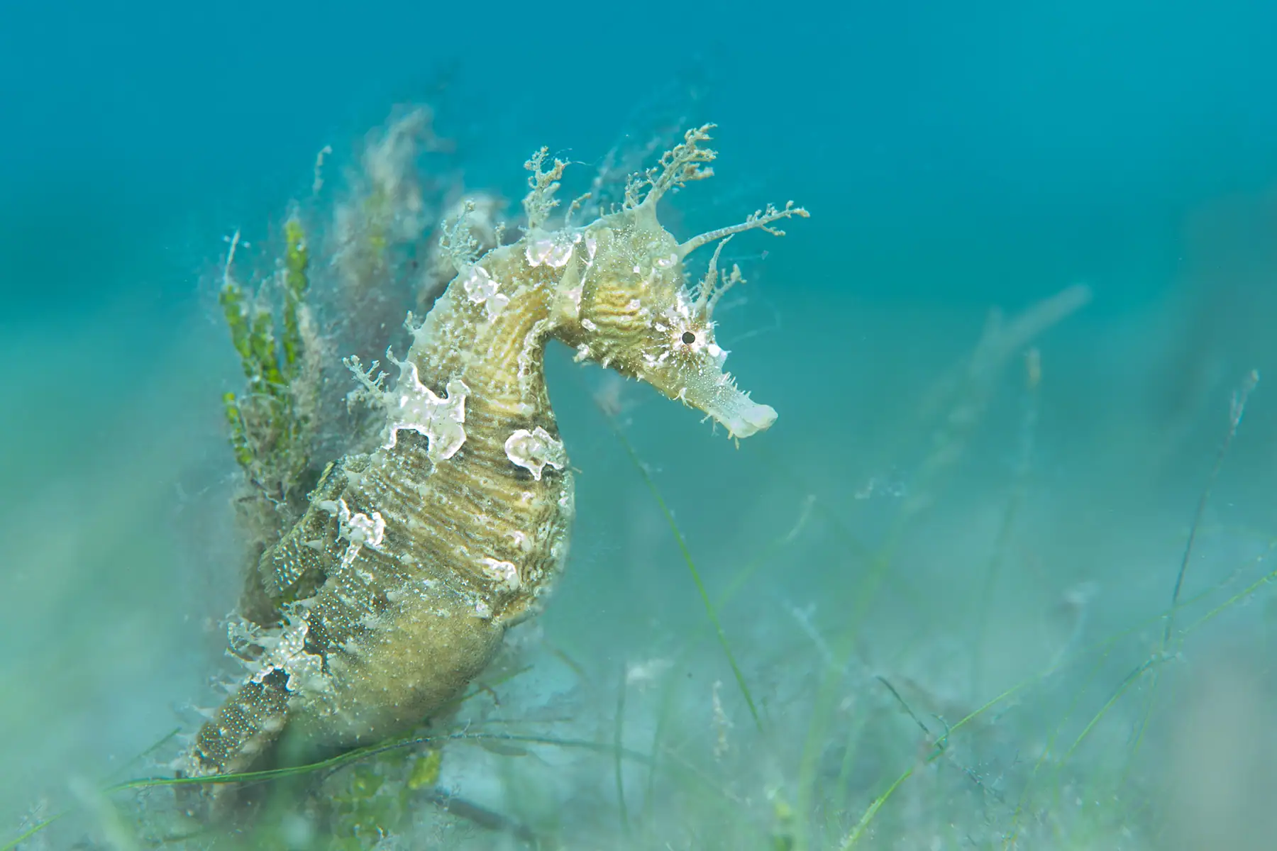 Close-up de um cavalo-marinho com detalhes intrincados
