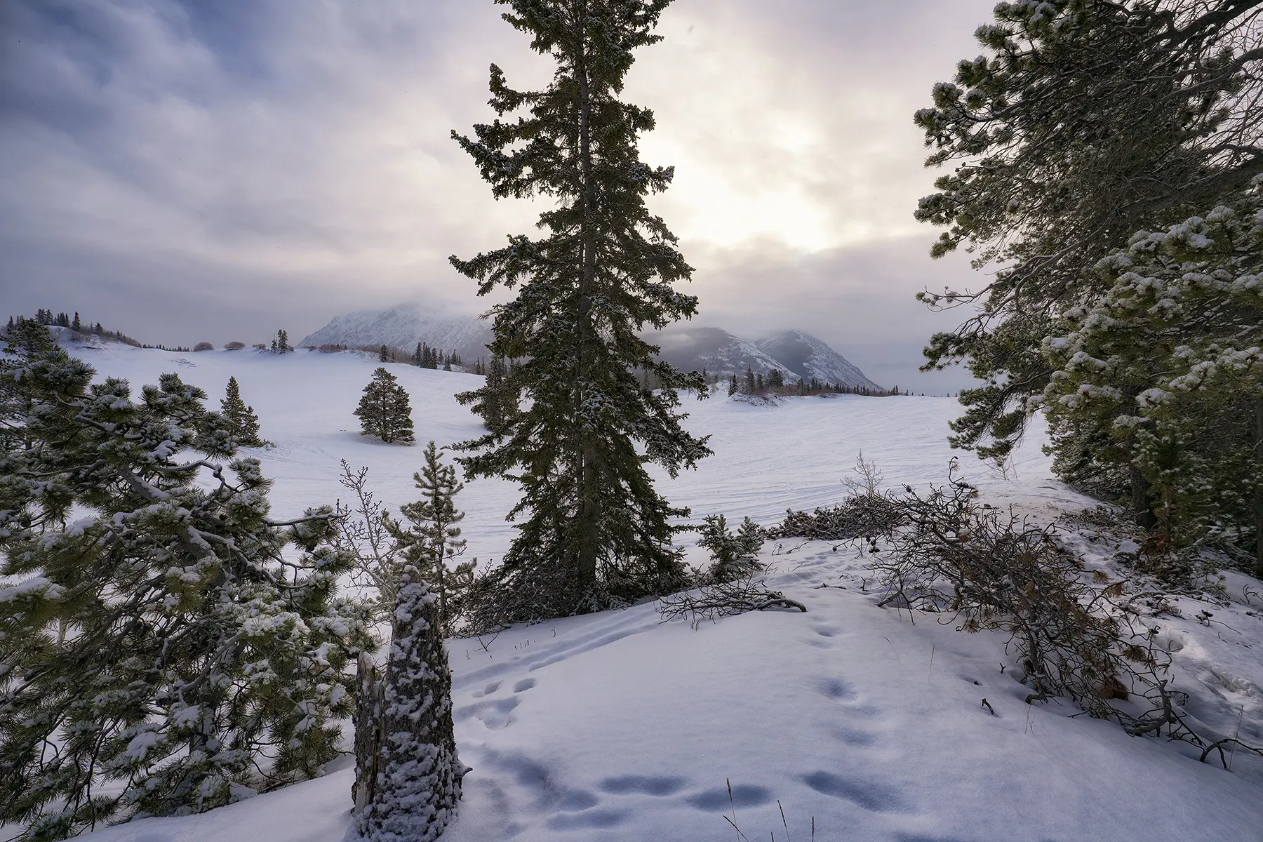 Snow-covered trees and gentle mountain slopes under a soft, cloudy sky at dusk, with scattered animal tracks in the foreground adding depth to the peaceful winter landscape.