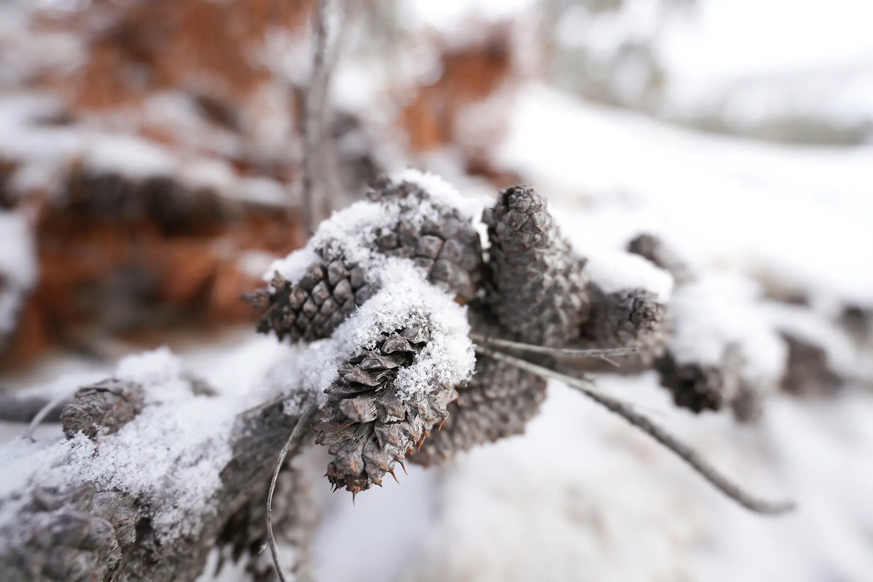 Close-up of snow-dusted pine cones resting on a branch in a winter landscape, with a shallow depth of field that softly blurs the background.