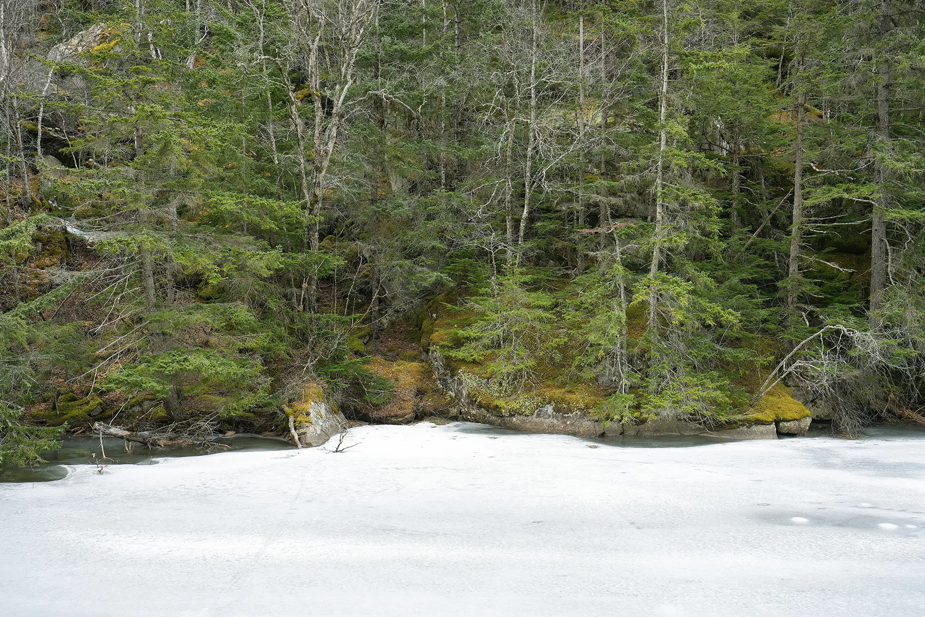 A quiet forest scene with moss-covered rocks and evergreen trees lining the edge of a frozen river, captured during the Tamron 16-30mm field test to highlight the lens&rsquo;s sharpness and natural color rendering across the frame.