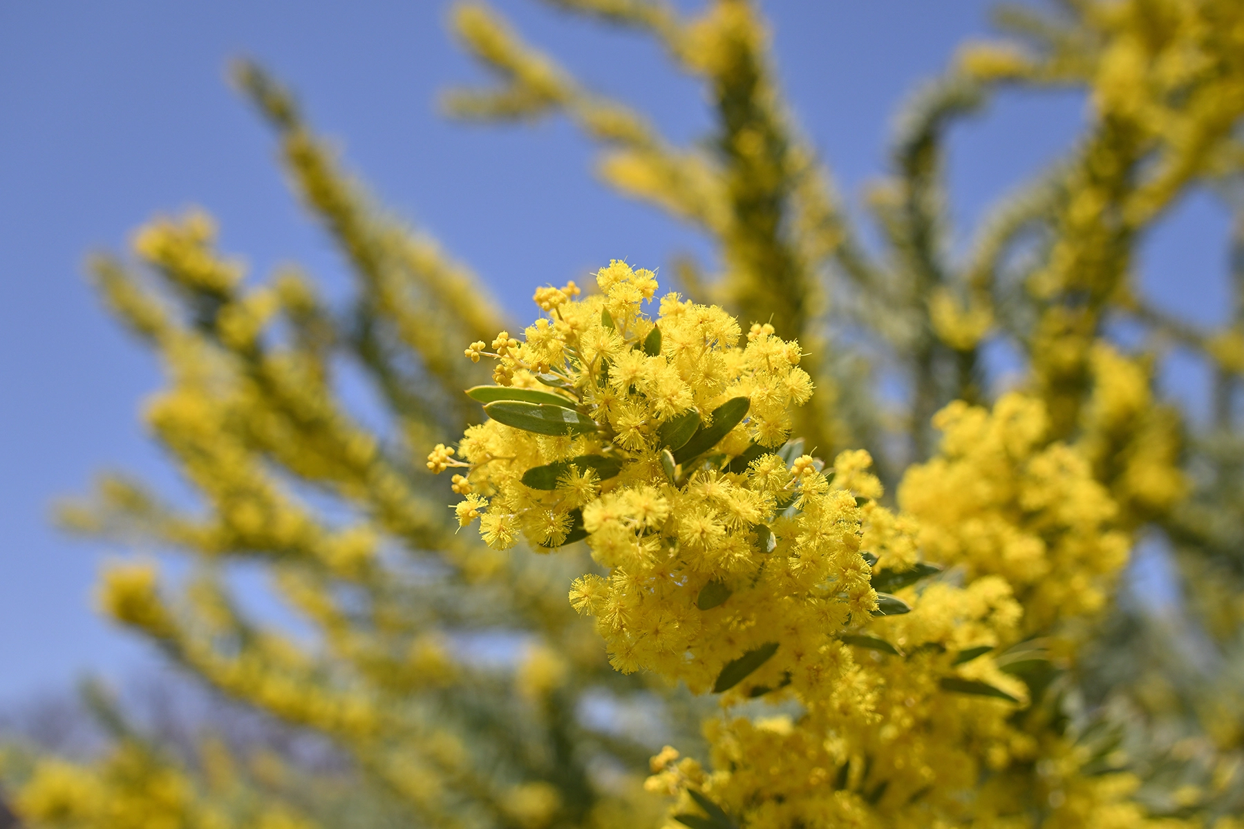 <p>Longitud focal : 18mm Exposici&oacute;n : F/3.5 1/1600 seg ISO 100 Nikon Z50</p>