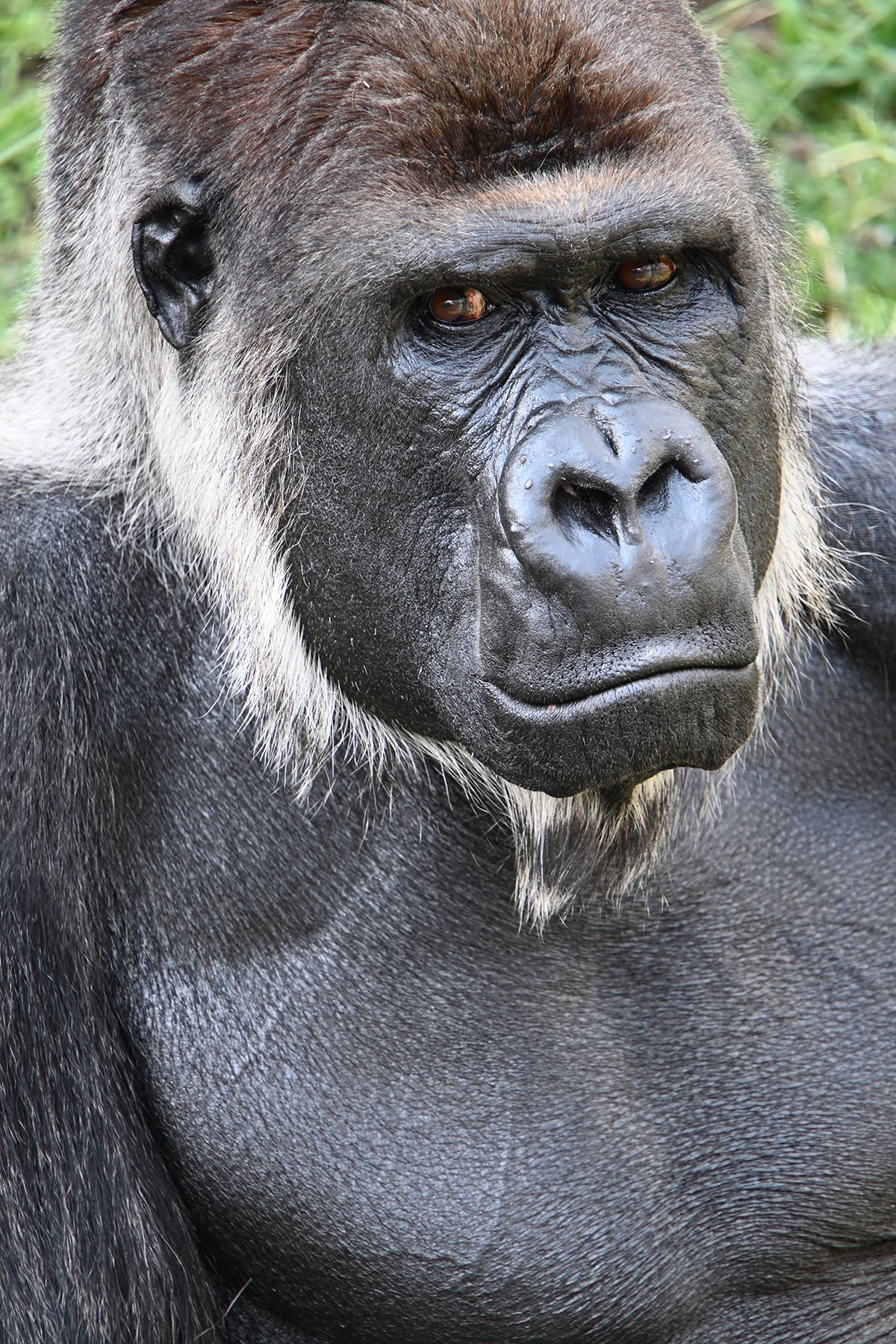 <p>Distancia focal : 300mm Exposici&oacute;n : F/6.3 1/125 seg ISO 800 Nikon Z50</p>