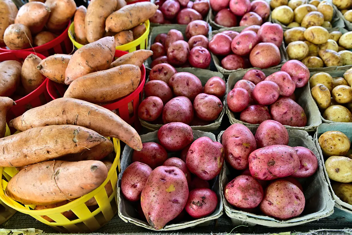 Exposição colorida de batatas doces e batatas vermelhas em cestas em uma barraca de fazenda, capturada para fotografia de alimentos e bebidas de outono.