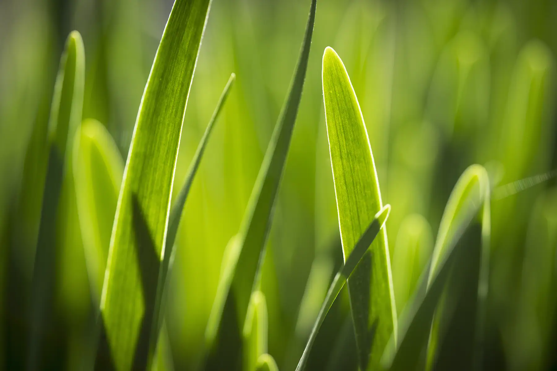 Close up of blades of green grass