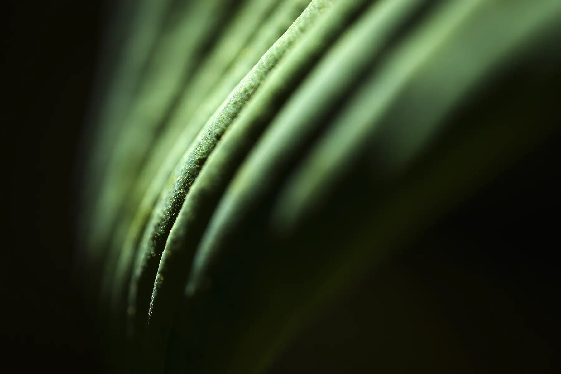 Isolated blades of grass with vignette