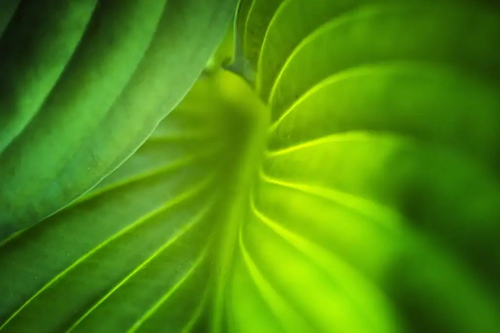 Underside of a green leaf