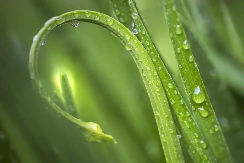 Close up of a green curved plant with water drops