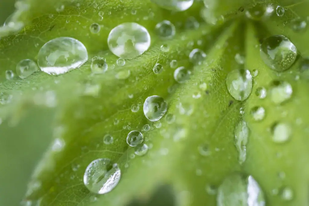 Close up of water drops on a green plant