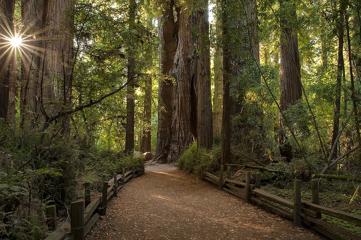 Redwood forest photography capturing lush understory along a path beneath towering California redwood trees with starburst of light peeking through.