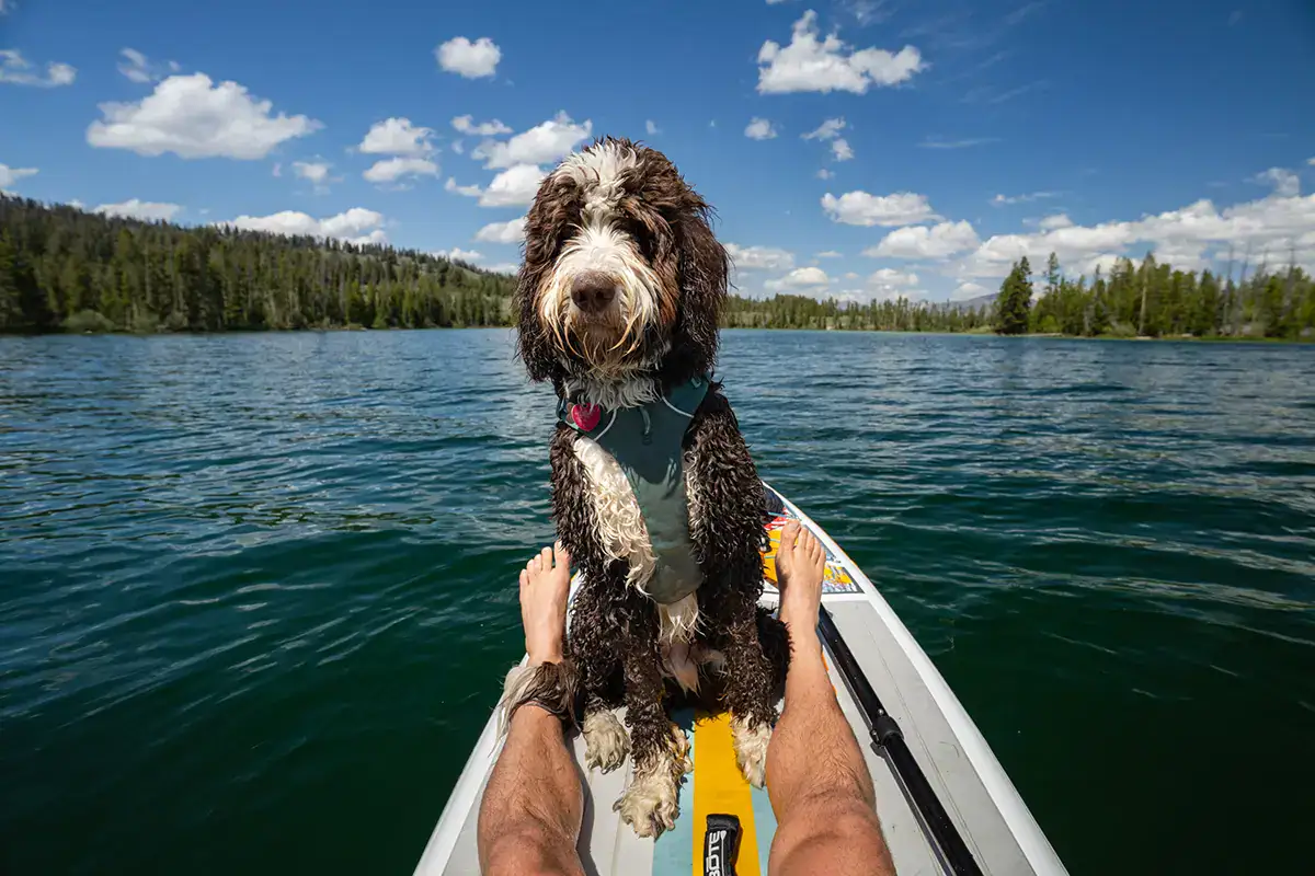 Perro mojado sentado en una tabla de paddle entre las piernas de una persona, flotando en un pintoresco lago bajo el cielo azul.