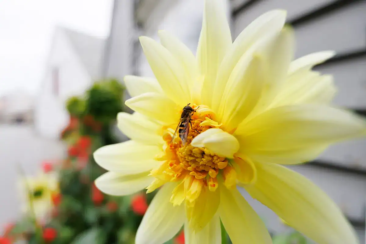 Close-up macro shot of a yellow flower with a bee, captured using a Tamron RF mount lens on a Canon EOS mirrorless camera.