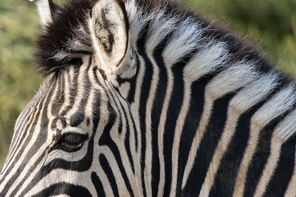 Close-up of a zebra&rsquo;s face and stripes photographed with a Tamron RF super telephoto lens on a Canon EOS mirrorless camera.