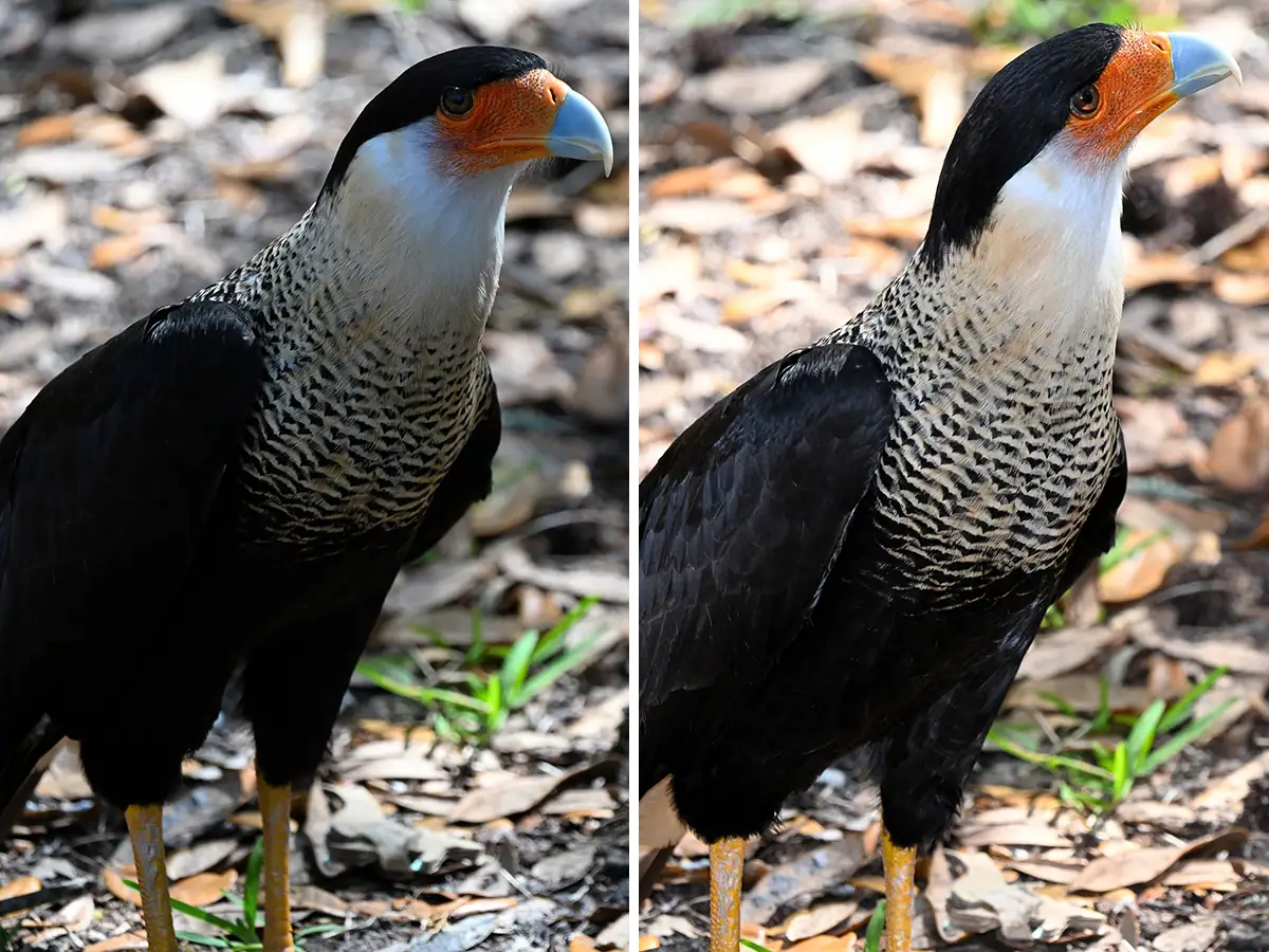 Side-by-side comparison of a bird in outdoor lighting, showing the difference using an external flash makes in brightening shadows and enhancing detail.