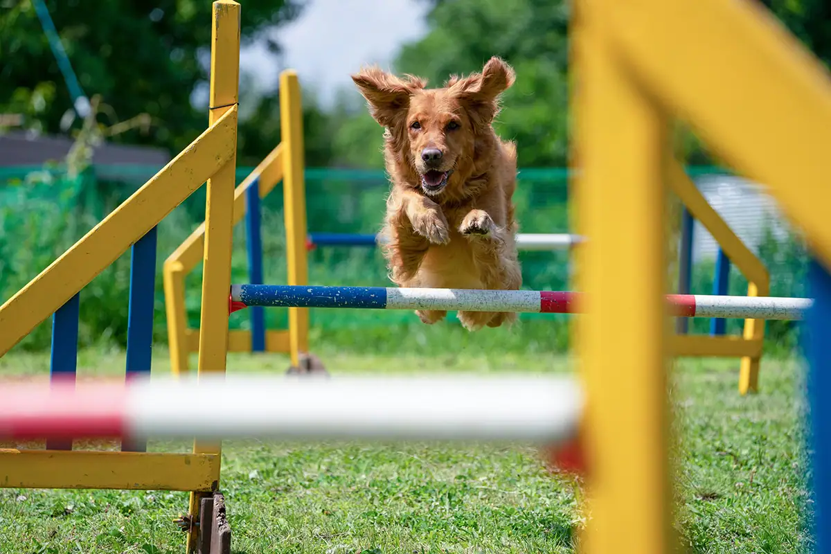 Golden retriever mid-jump over an agility hurdle during an outdoor dog obstacle course, with colorful equipment in the foreground and background.