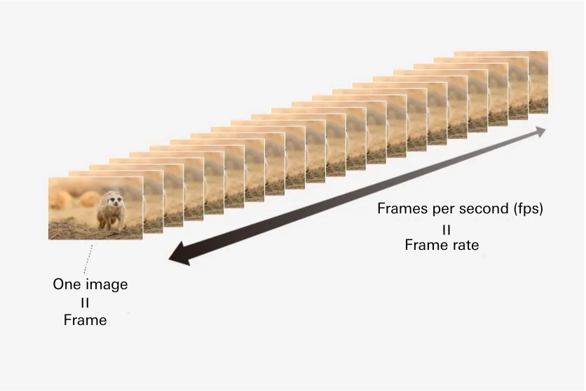 Illustration explaining frame rate for shooting video with a mirrorless camera, showing frames per second (fps) using sequential animal images.