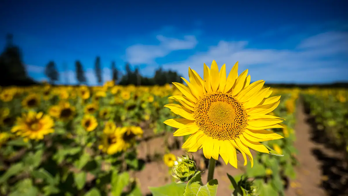 Close-up of a sunflower in a wide field, photographed with the Tamron 16-30mm F/2.8 Di III VXD G2 wide angle lens, showing its strength as a landscape photography lens for travel and nature scenes.