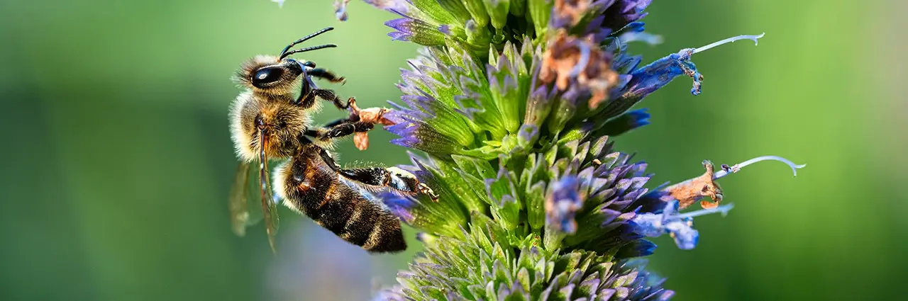 Fotografia macro em close-up de uma abelha em uma flor roxa usando uma lente macro Tamron 90 mm 1:1