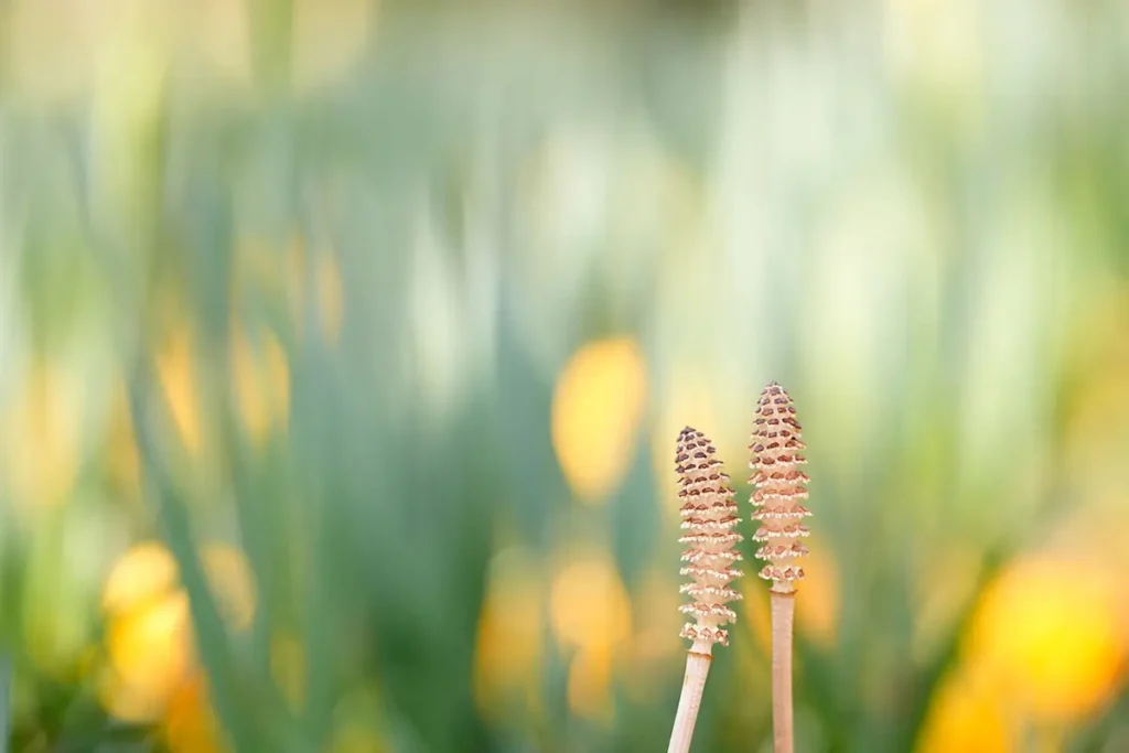 Close-up com lente macro de duas plantas de rabo de cavalo com fundo bokeh verde e amarelo suave