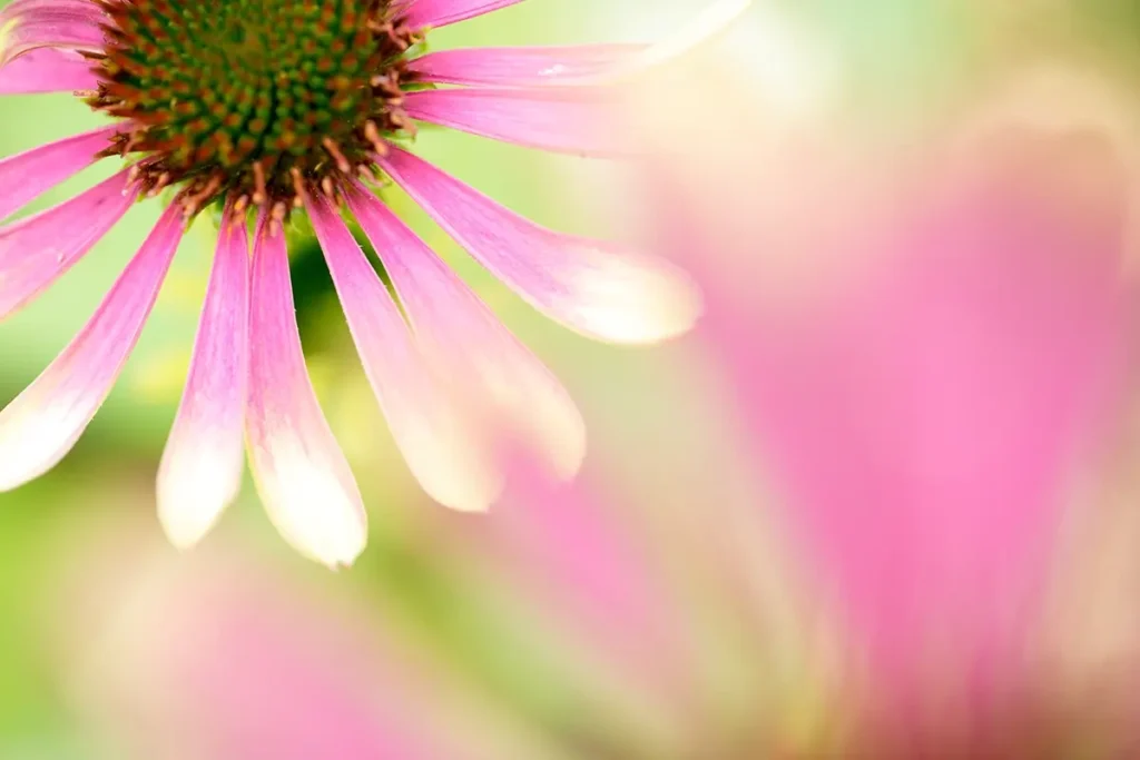 Close-up com lente macro de uma flor rosa com desfoque suave do fundo e pétalas detalhadas