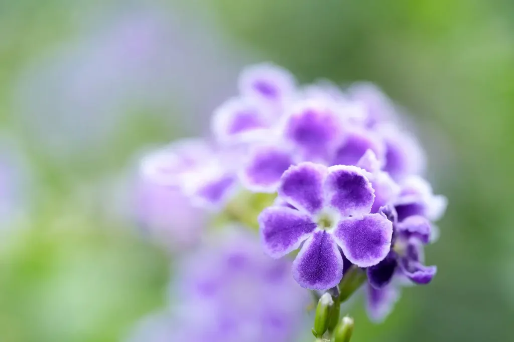 Foto de lente macro em close-up de uma flor roxa com bokeh de fundo suave