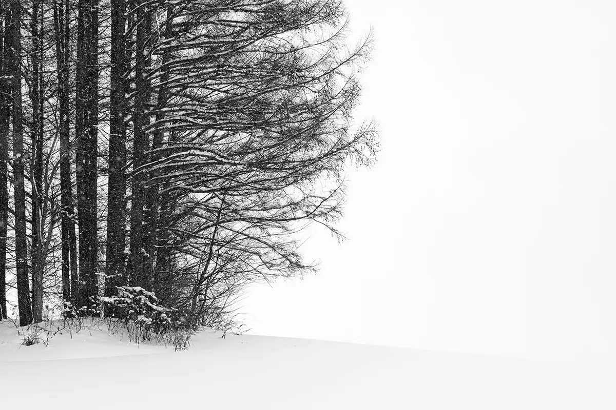 Primer plano de árboles nevados en un paisaje invernal minimalista durante una nevada en Hokkaido, Japón.