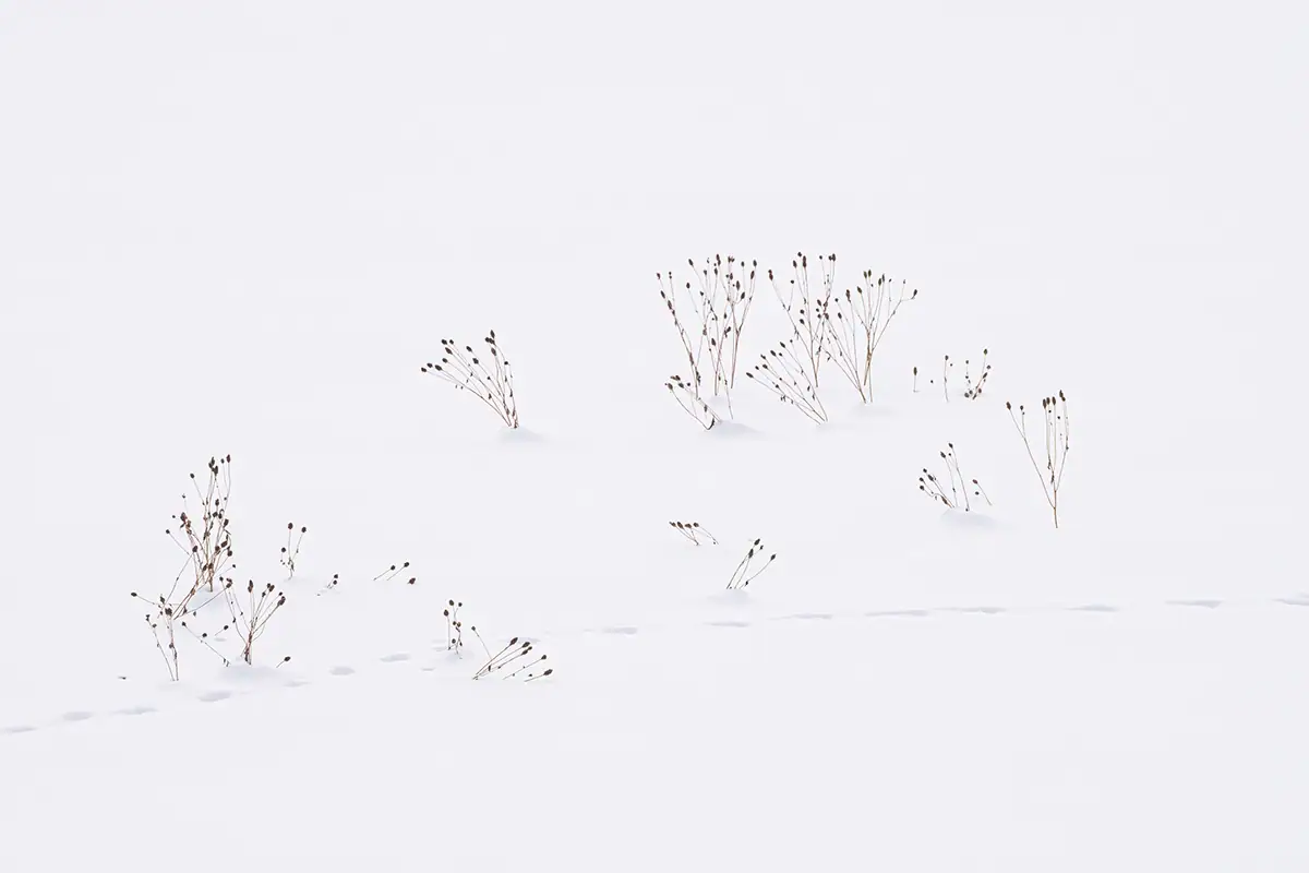 Plantas secas emergiendo de la nieve en un paisaje invernal minimalista en Hokkaido, Japón