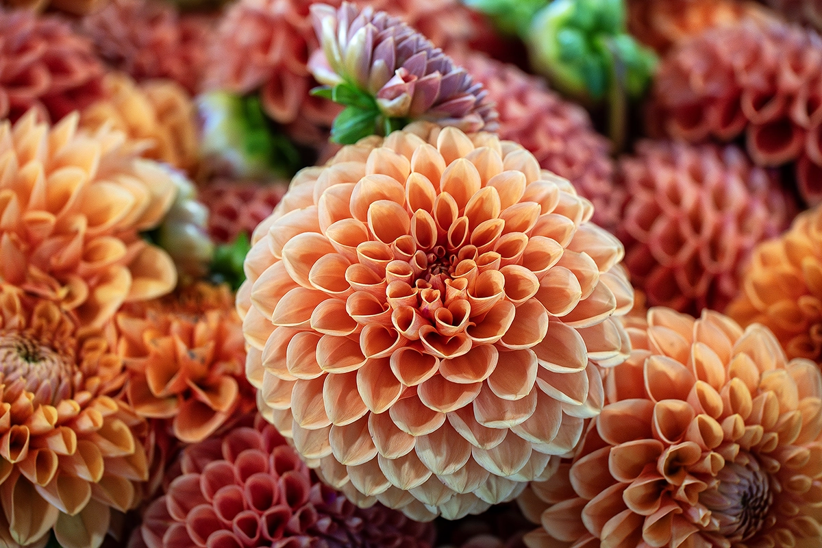 <p>Focal length : 200mm Exposure : F/6.3 1/60 sec ISO 800</p>
