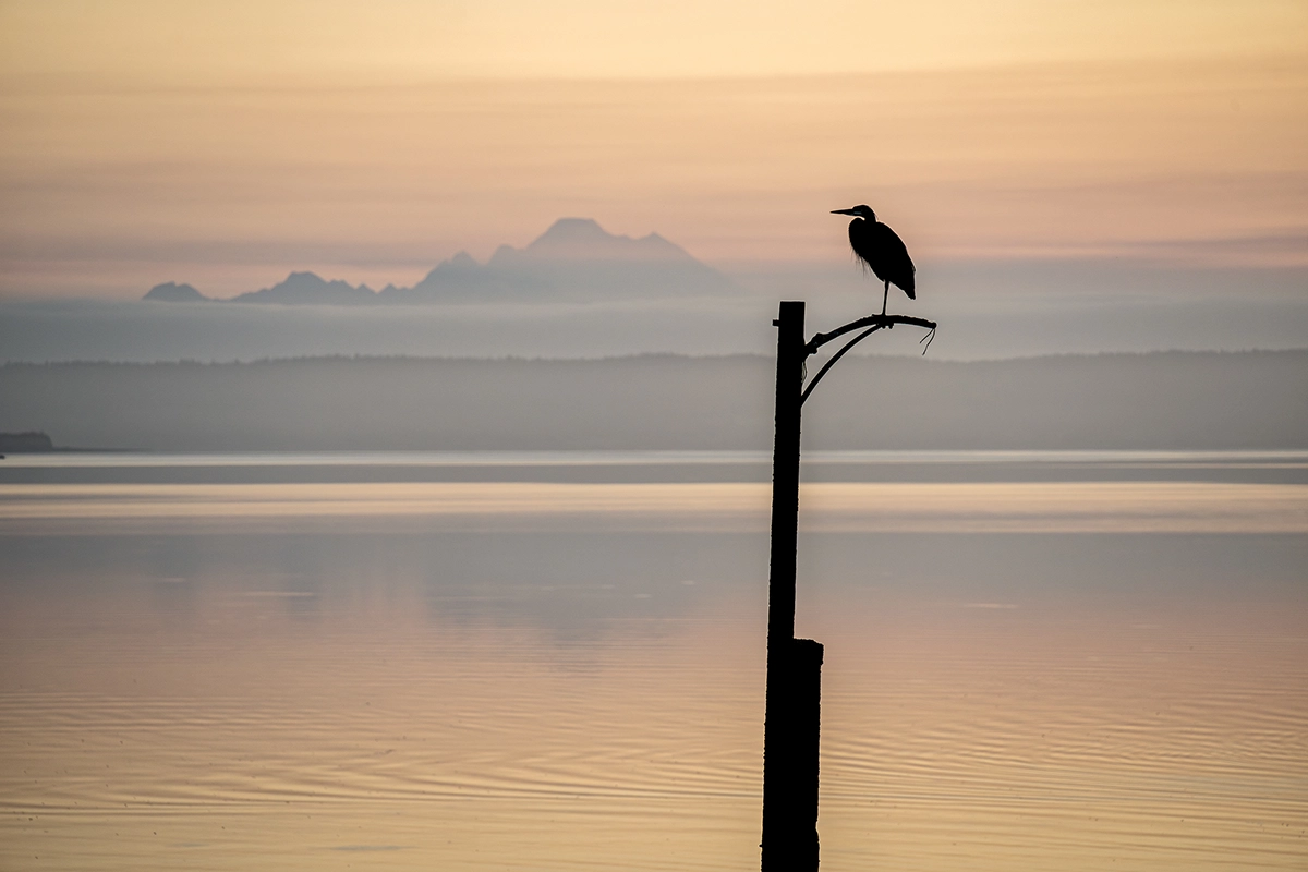 <p>Focal length : 200mm Exposure : F/6.3 1/250 sec ISO 640</p>
