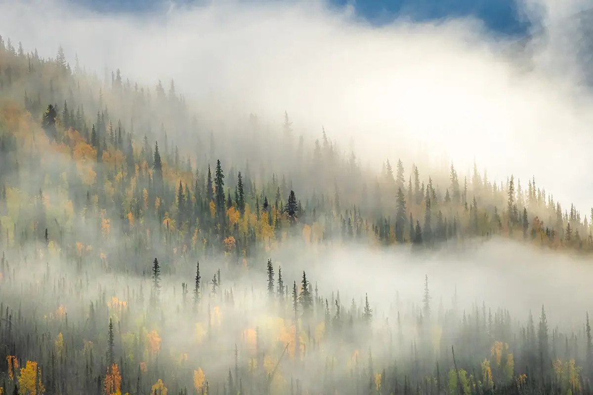 Fog drifting through spruce forest with golden autumn foliage, capturing the moody atmosphere of Alaska fall colors and landscape photography Alaska