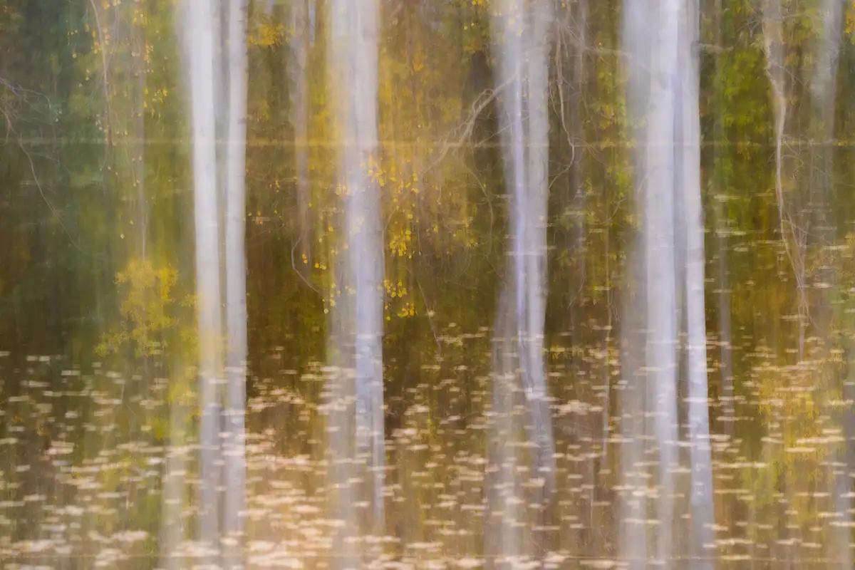 Abstract image of birch trees with golden leaves created using Intentional Camera Movement.