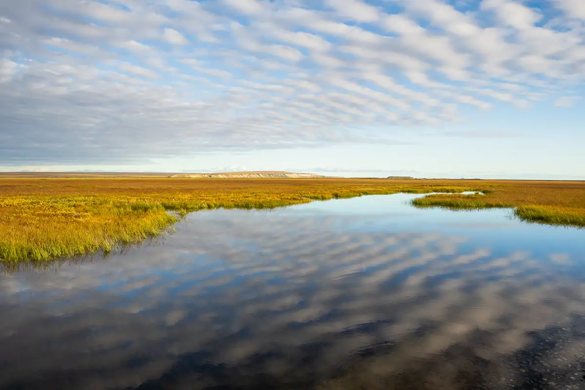 Reflections of patterned clouds over a calm tundra pond surrounded by golden grasses.