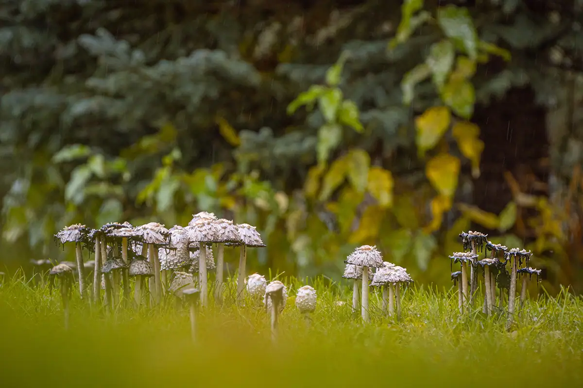 Cluster of delicate mushrooms growing in damp grass after rain, illustrating the small wonders of Alaska.