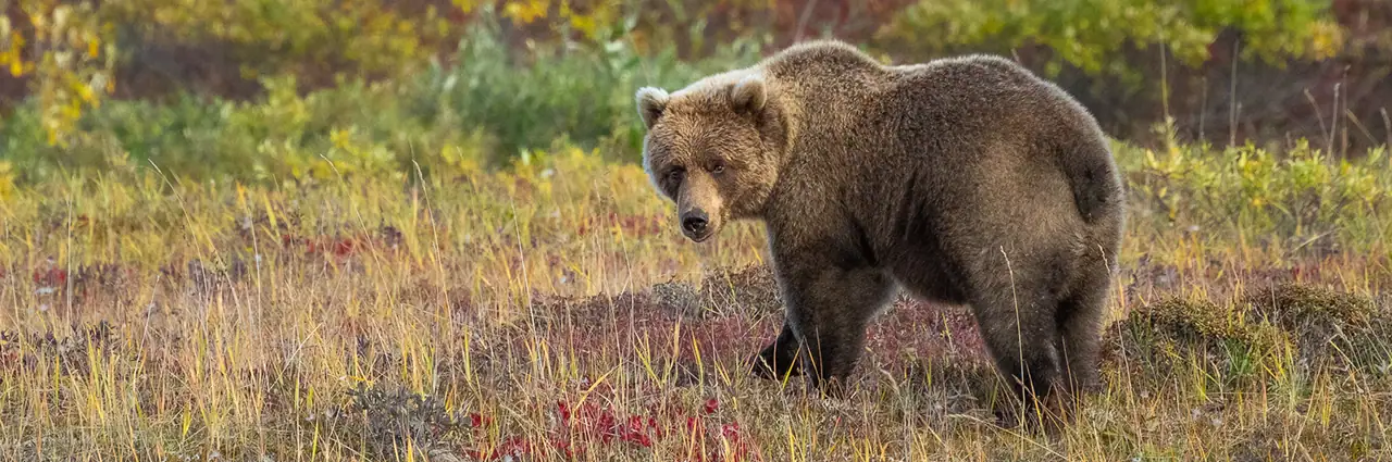 Grizzly bear standing in a colorful tundra meadow during Alaska fall colors, photographed near the Brooks Range—an example of wildlife photography Alaska in autumn.