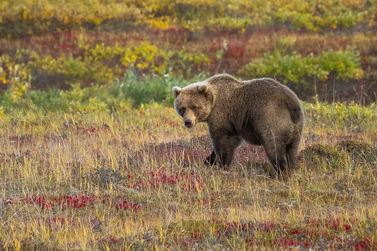 Brown bear standing alert in golden tundra meadow surrounded by autumn foliage, captured during wildlife photography Alaska in peak fall colors.