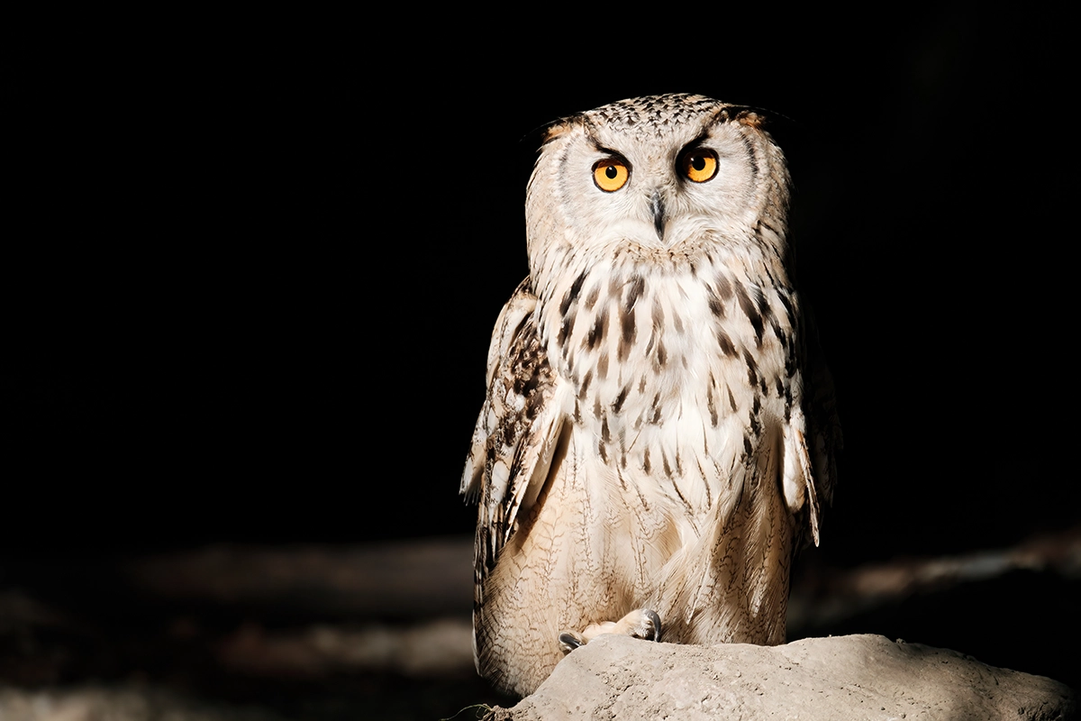 Owl photographed with an APS-C camera using a telephoto lens, showing sharp detail and crop factor advantage for wildlife photography.