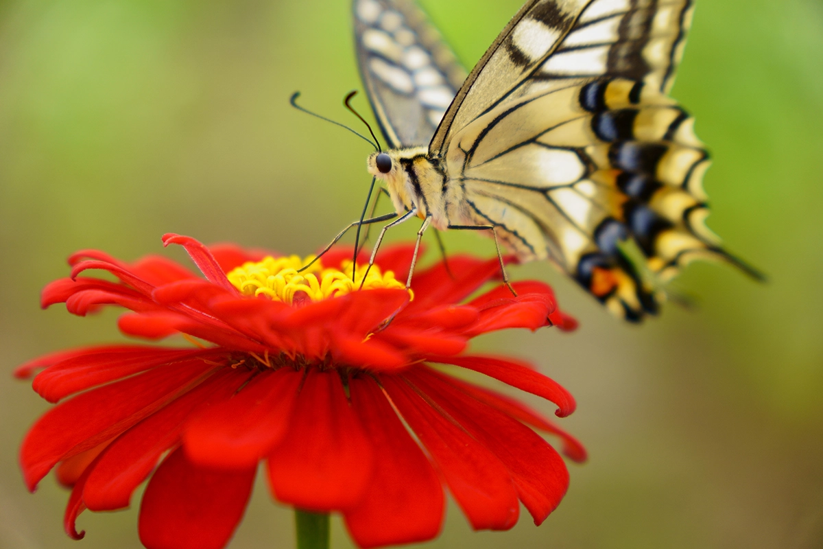 Butterfly on a red flower photographed with an APS-C camera lens at close minimum object distance, showing sharp detail and soft background.