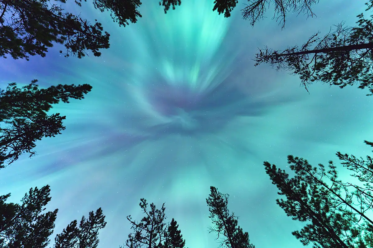Upward view of blue northern lights through trees shot with Tamron 16-30mm G2 wide-angle lens.