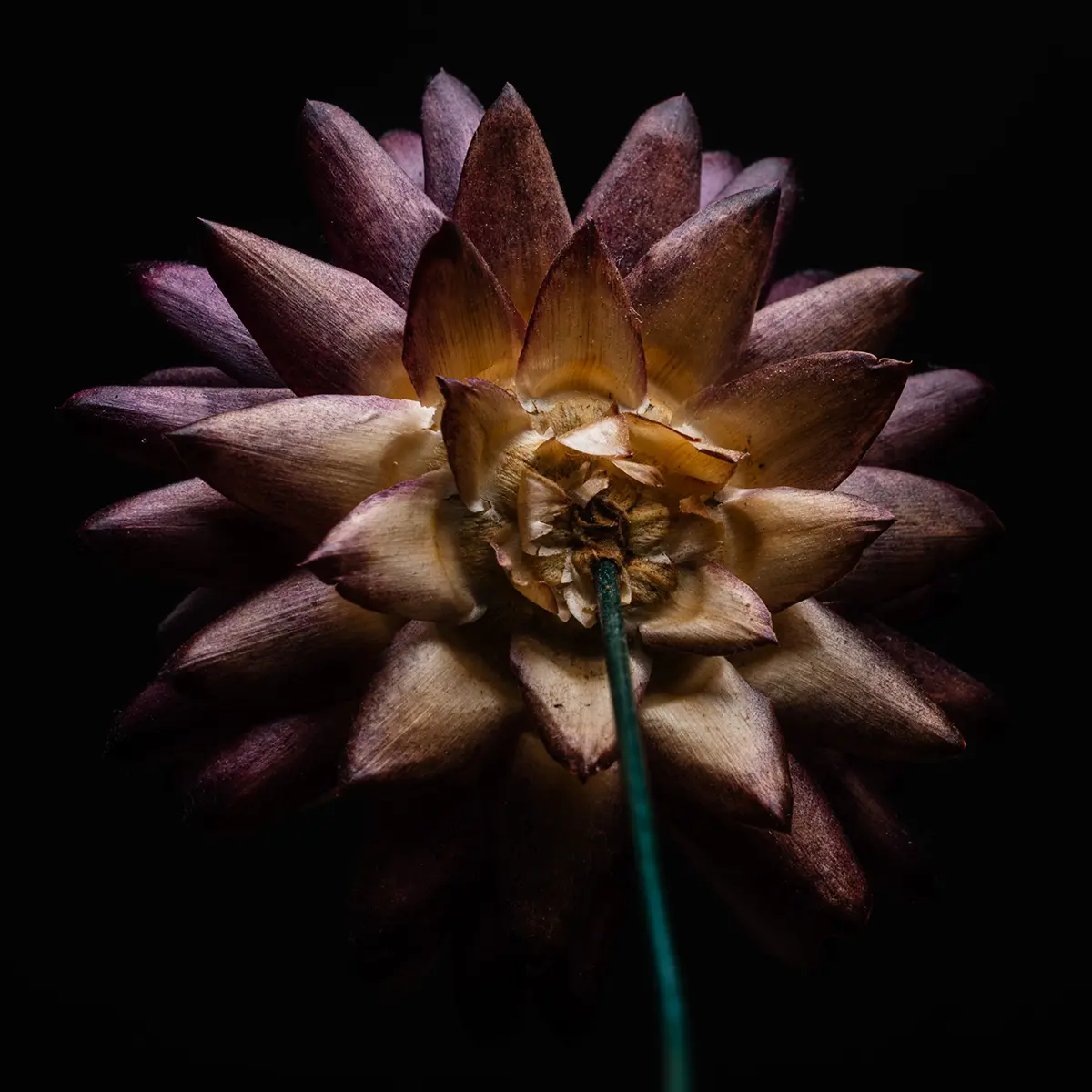 A close-up of a purplish yellow flower