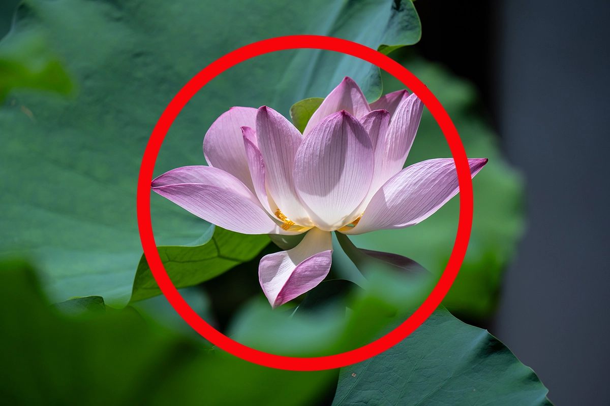 Pink lotus flower framed by a red circle in the center of the image, demonstrating hinomaru composition.