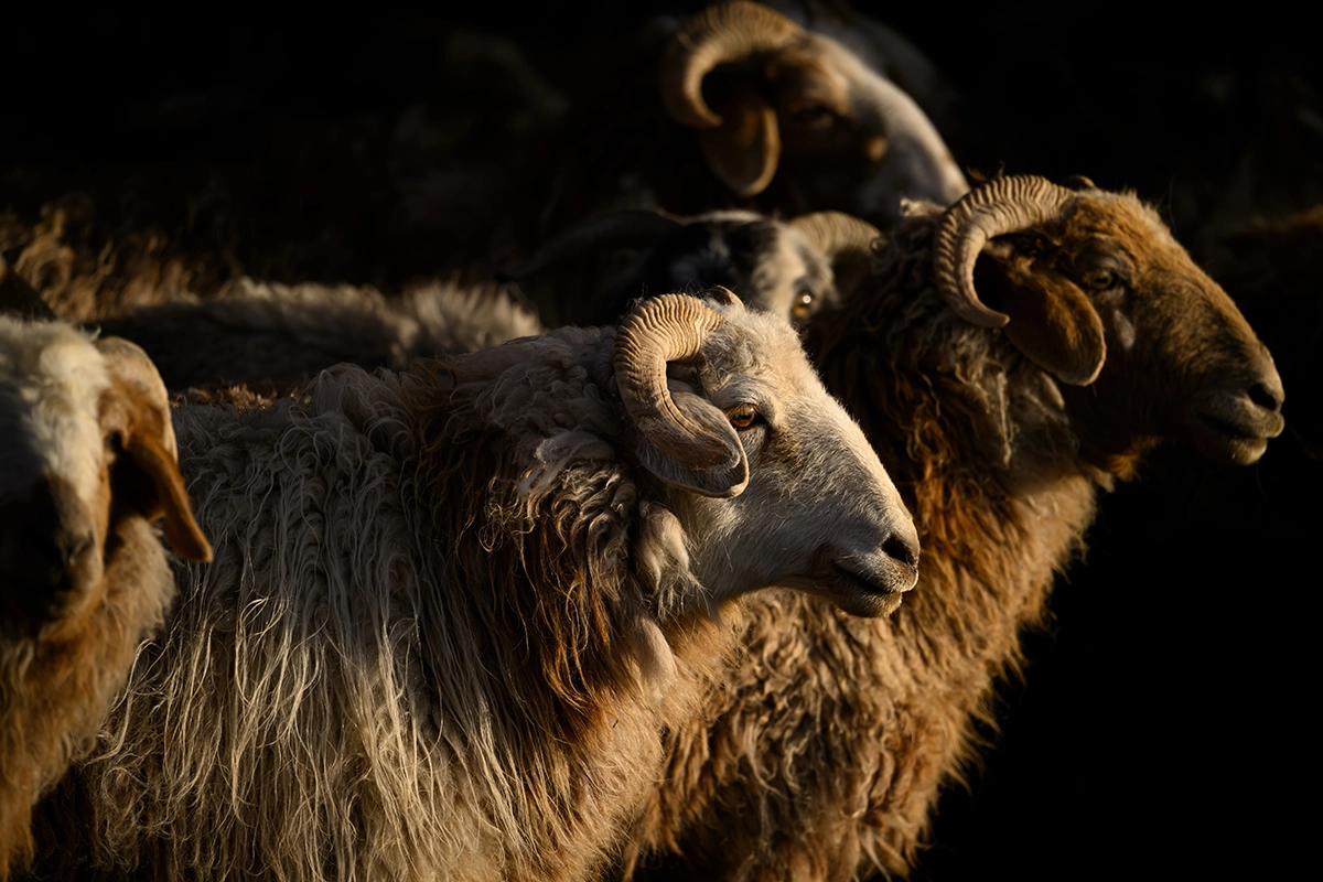 Close-up of rams with curved horns in dramatic side lighting, highlighting texture and detail in their wool.