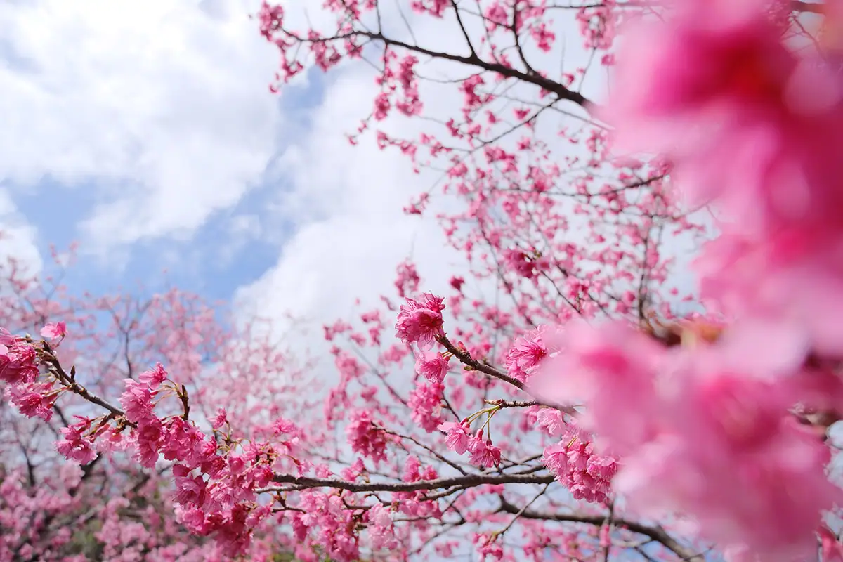 Ramas de cerezo en plena floración contra un cielo brillante, capturadas en formato de imagen RAW para obtener colores vibrantes y flexibilidad creativa.
