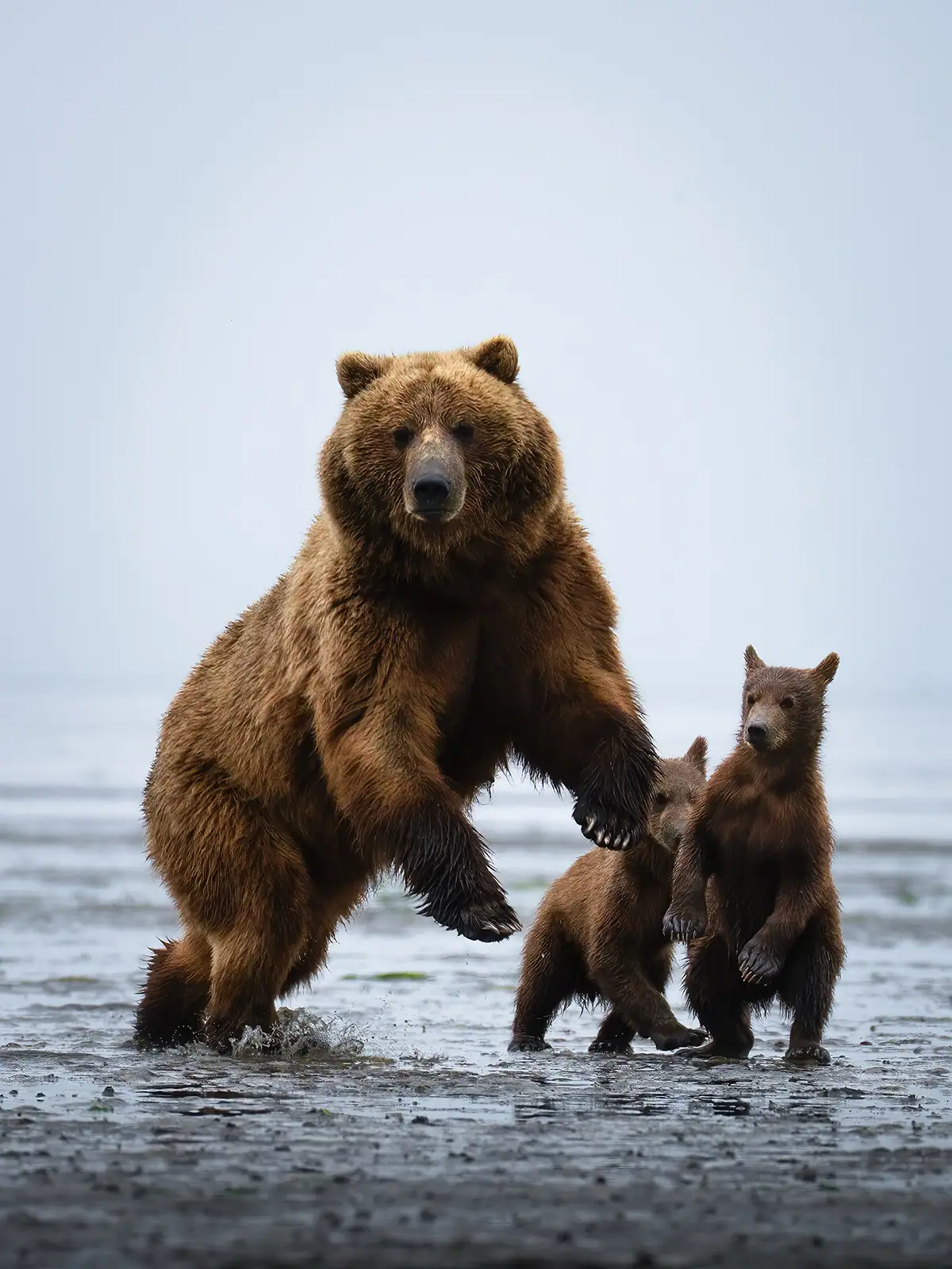 Un oso pardo en posición protectora sobre sus patas traseras junto a dos oseznos en un llano costero, capturado durante un rastreo de animales en fotografía de fauna salvaje.