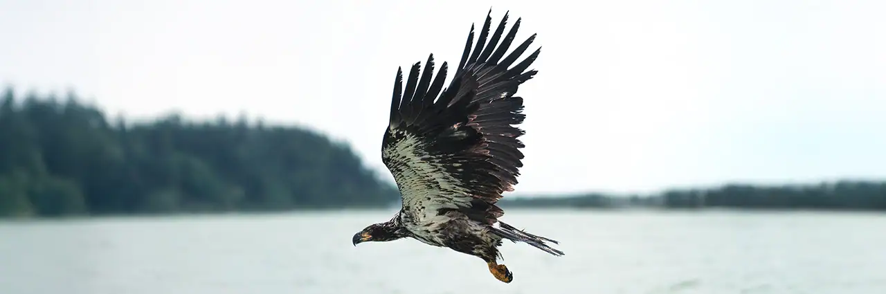 Un águila calva juvenil en vuelo sobre una masa de agua en calma, con las alas completamente extendidas y la costa boscosa difuminada al fondo.