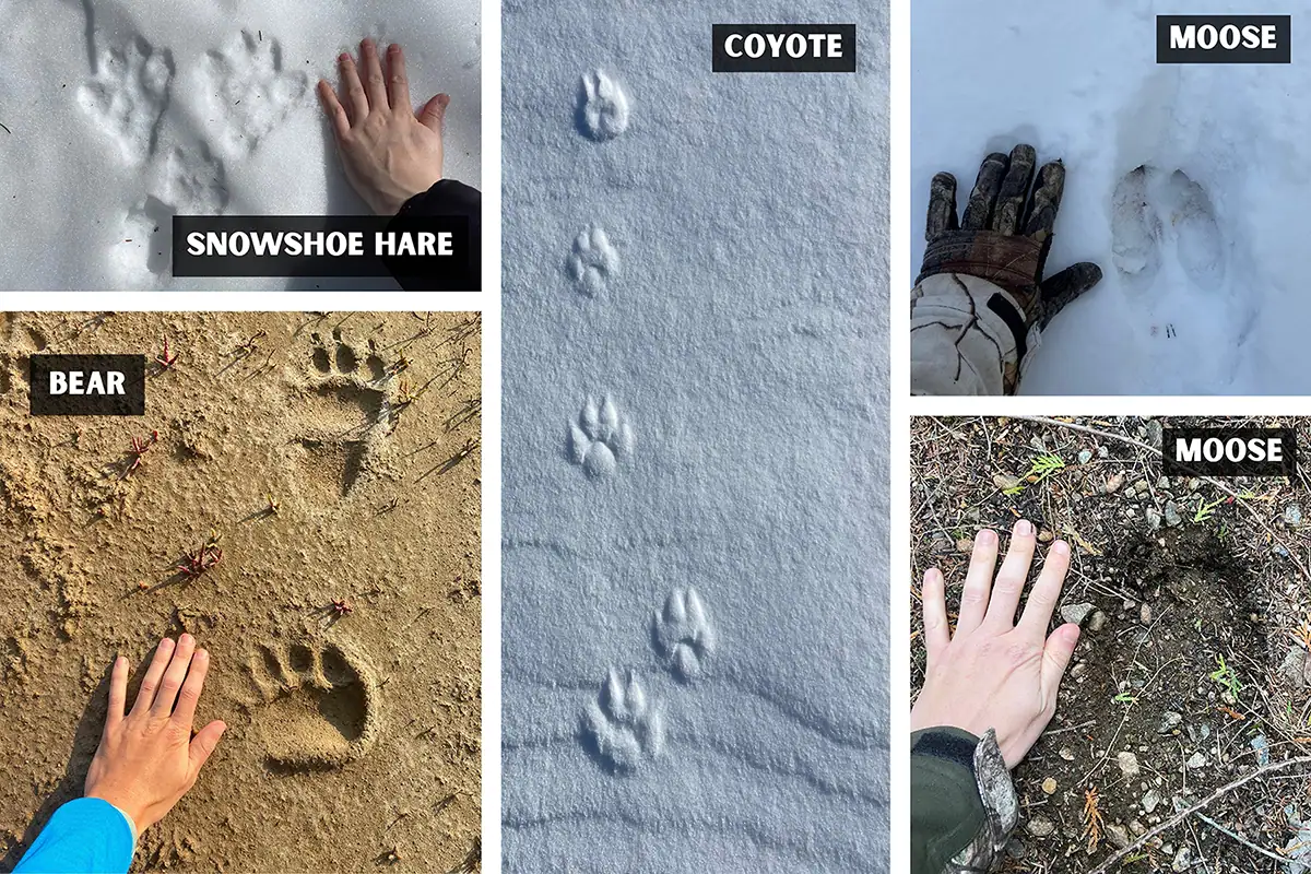 Fotografía de fauna salvaje collage de huellas de rastreo de animales que muestra huellas de liebre con raquetas de nieve, coyote, oso y alce en la nieve y el barro con las manos para la escala.