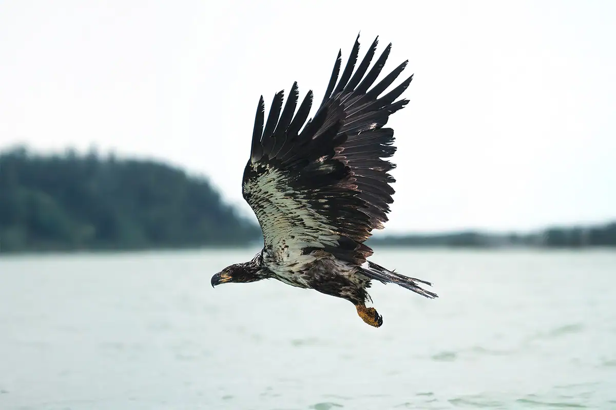 Un águila calva juvenil se eleva a baja altura sobre una masa de agua con las alas completamente extendidas, captada con gran detalle durante el seguimiento de animales en fotografía de fauna salvaje.