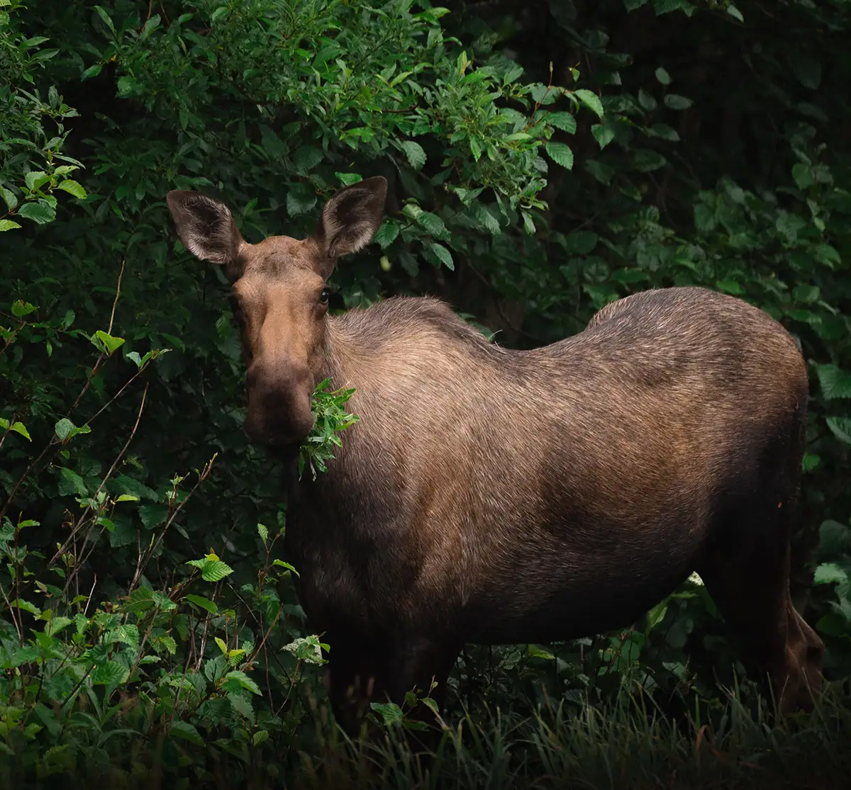 Un alce permanece parcialmente oculto entre el denso follaje verde, mirando directamente a la cámara mientras mastica una rama frondosa.