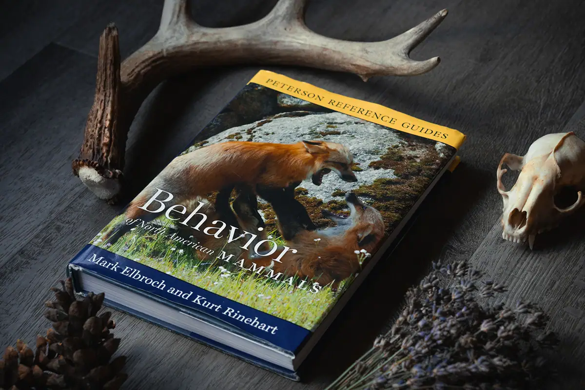 El libro Behavior of North American Mammals (Comportamiento de los mamíferos norteamericanos) de la serie Peterson Reference Guide (Guía de referencia Peterson) está sobre una mesa junto a una cornamenta, un cráneo y piñas que ilustran los recursos de estudio de campo para la fotografía de la vida salvaje y el rastreo de animales.