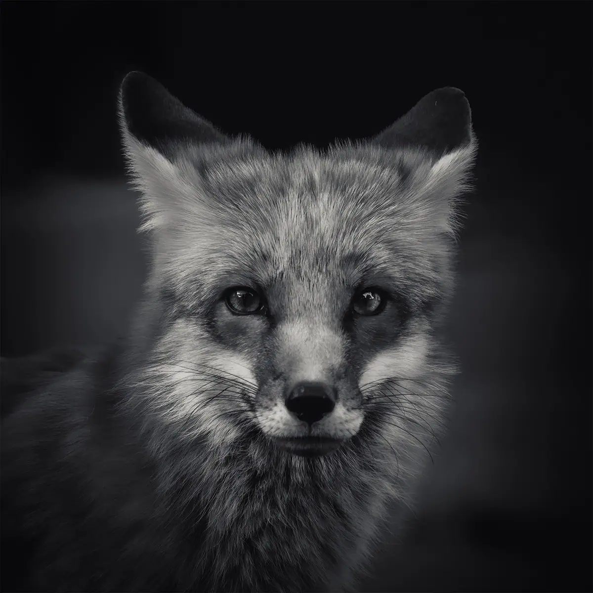 Retrato en primer plano en blanco y negro de un zorro rojo mirando directamente a la cámara, que ilustra el enfoque y la observación en la fotografía de fauna salvaje seguimiento de animales.
