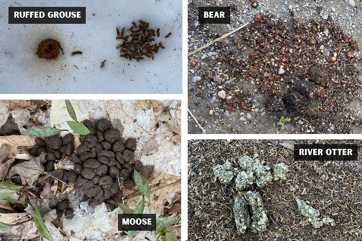 Fotografía de fauna salvaje collage de excrementos de urogallo, oso, alce y nutria de río utilizados para identificar la presencia de animales en la naturaleza.